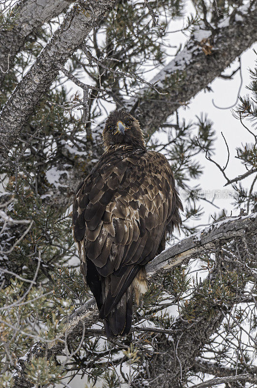 金雕(Aquila chrysaetos)是北半球最著名的猛禽之一。和所有的鹰一样，它属于鹰科。